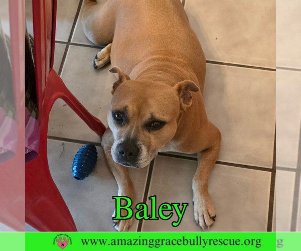 Medium Photo #4 American Bulldog-Unknown Mix Puppy For Sale in Pensacola, FL, USA