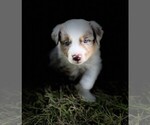 Small #18 Miniature Australian Shepherd