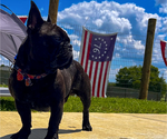 Small Photo #1 French Bulldog Puppy For Sale in COXS CREEK, KY, USA