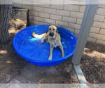Small #9 Anatolian Shepherd Mix