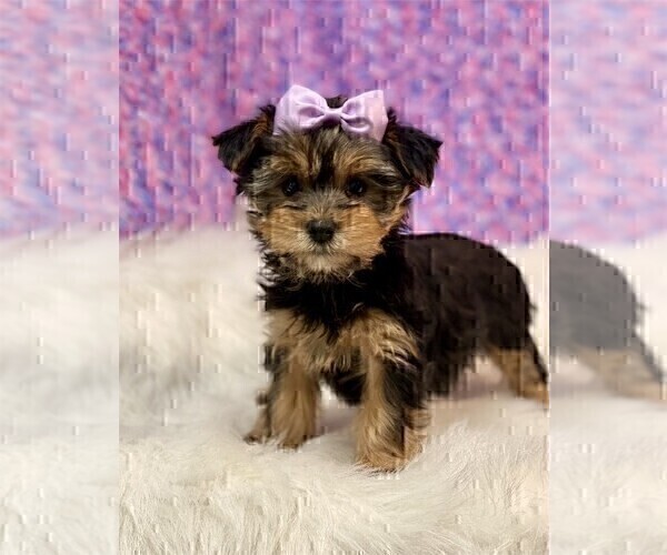 Medium Photo #4 Yorkshire Terrier Puppy For Sale in JACKSONVILLE, FL, USA