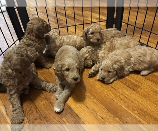 Medium Photo #8 Goldendoodle Puppy For Sale in OAKLAND GARDENS, NY, USA