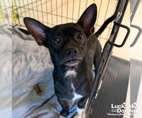 Medium Photo #2 Chihuahua-Unknown Mix Puppy For Sale in Washington, DC, USA