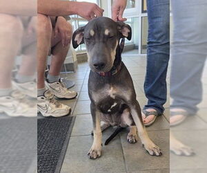 Doberman Pinscher-Unknown Mix Dogs for adoption in San Antonio, TX, USA