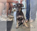 Small Doberman Pinscher Mix