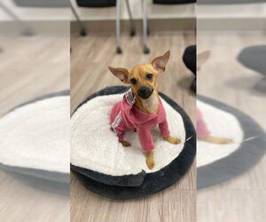 Chihuahua Dogs for adoption in Baytown, TX, USA