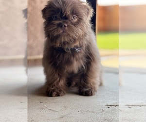 Shih Tzu Puppy for Sale in VISALIA, California USA