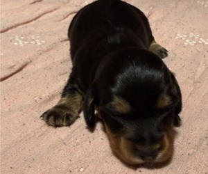 Dachshund Litter for sale in TERRA ALTA, WV, USA