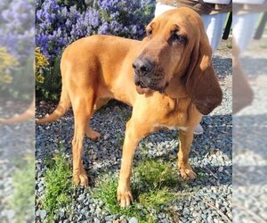 Redbone Coonhound Dogs for adoption in Jackson, CA, USA