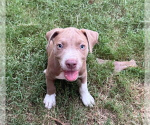 American Pit Bull Terrier Dogs for adoption in Claremore, OK, USA