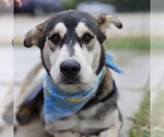 Small Siberian Husky Mix