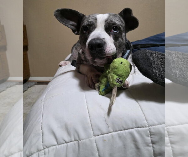 Medium Photo #2 American Pit Bull Terrier-Staffordshire Bull Terrier Mix Puppy For Sale in Princeton, MN, USA
