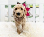 Puppy Puppy 3 Australian Labradoodle-Poodle (Standard) Mix