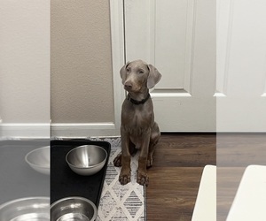 Doberman Pinscher Puppy for sale in AUSTIN, TX, USA