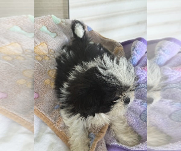 Medium Photo #4 Shih Tzu Puppy For Sale in CANTONMENT, FL, USA