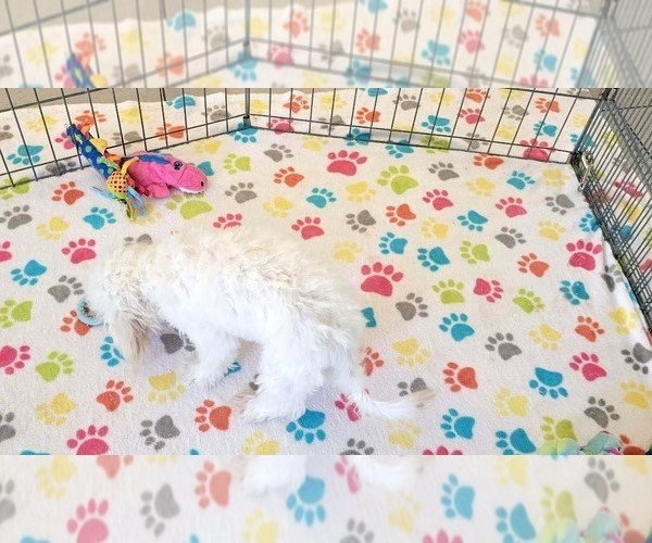Medium Photo #5 Maltipoo (Toy) Puppy For Sale in ORO VALLEY, AZ, USA