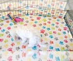 Small #4 Maltipoo (Toy)
