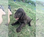 Small Photo #9 Goldendoodle-Poodle (Standard) Mix Puppy For Sale in SILOAM SPRINGS, AR, USA