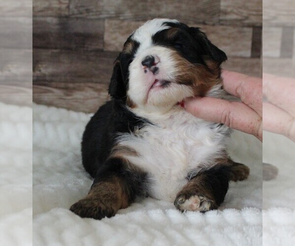 Medium Photo #3 Bernedoodle (Miniature) Puppy For Sale in CARLISLE, KY, USA