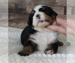 Small #2 Bernedoodle (Miniature)