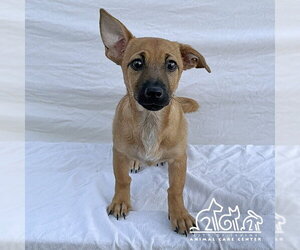 Dachshund-Unknown Mix Dogs for adoption in Irvine, CA, USA