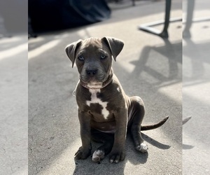 American Pit Bull Terrier Puppy for sale in LONG BEACH, CA, USA