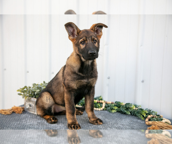 Medium Photo #1 German Shepherd Dog Puppy For Sale in SHIPSHEWANA, IN, USA