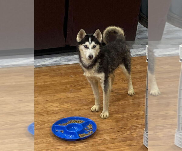 Medium Photo #3 Gerberian Shepsky Puppy For Sale in Aurora, IN, USA
