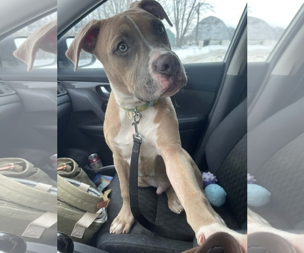 Medium Photo #11 Boxer-Unknown Mix Puppy For Sale in Princeton, MN, USA