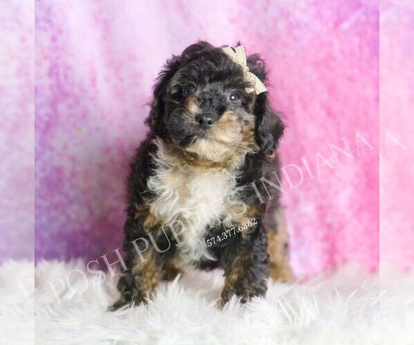Medium Photo #5 Poodle (Toy) Puppy For Sale in WARSAW, IN, USA