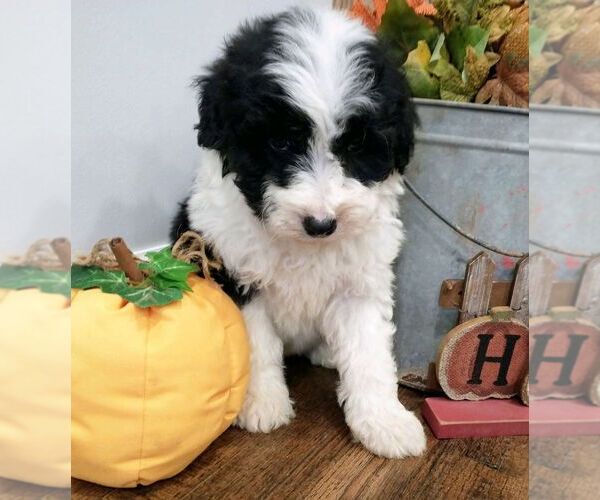 Medium Photo #14 Aussiedoodle Puppy For Sale in NEW YORK MILLS, MN, USA