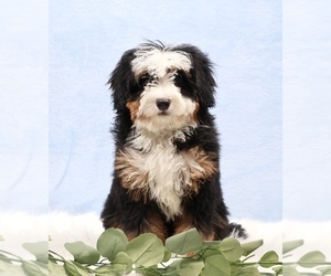 Bernedoodle (Miniature) Puppy for sale in LIVINGSTON, WI, USA