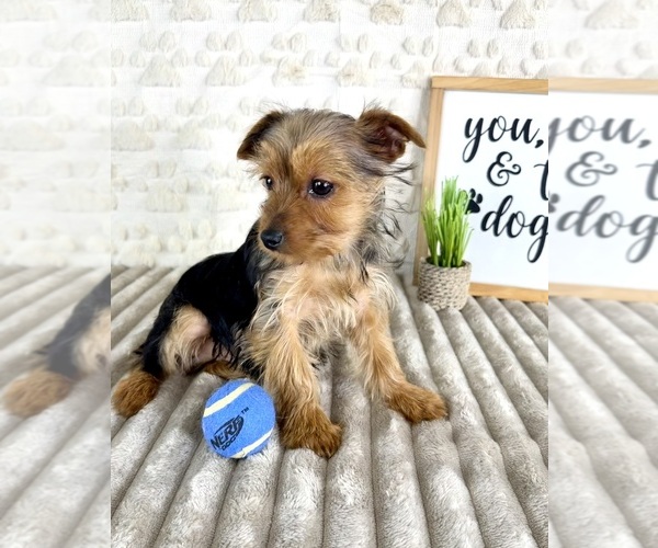Medium Photo #5 Yorkshire Terrier Puppy For Sale in GREENFIELD, IN, USA