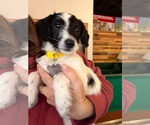 Small Photo #2 Dachshund-Unknown Mix Puppy For Sale in Holly Springs, NC, USA