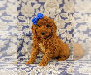 Poodle (Miniature) Puppy for sale in NEW PROVIDENCE, PA, USA