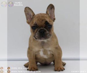 French Bulldog Puppy for sale in BOSTON, MA, USA