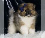 Puppy Bernie Pomeranian