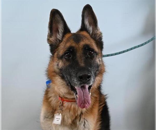 Medium Photo #1 German Shepherd Dog Puppy For Sale in Fort Collins, CO, USA