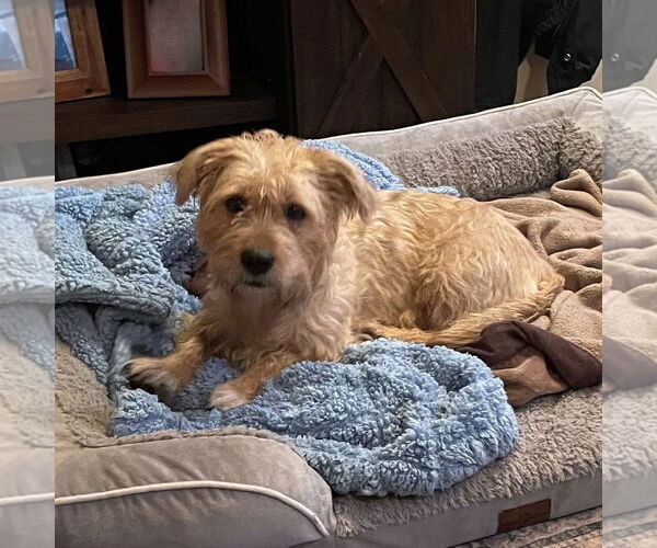 Medium Photo #3 Bulldog-Unknown Mix Puppy For Sale in Rochester, NY, USA