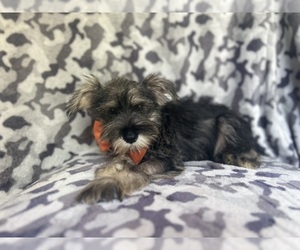 Schnauzer (Miniature) Puppy for sale in LAKELAND, FL, USA