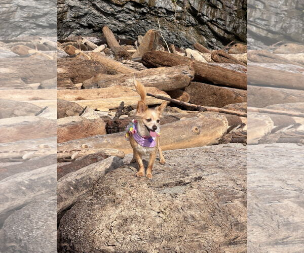 Medium Photo #2 Chiranian Puppy For Sale in San Francisco, CA, USA