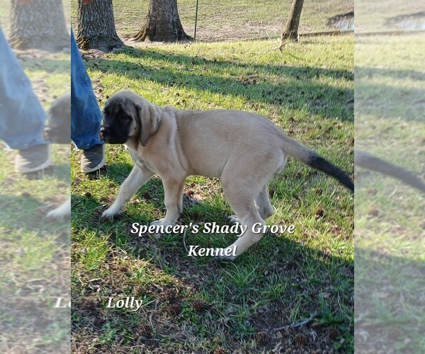 Medium Photo #8 Mastiff Puppy For Sale in CABOOL, MO, USA