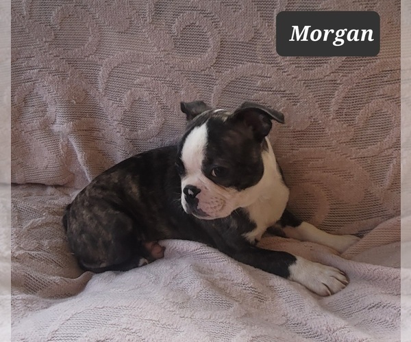 Medium Photo #4 Boston Terrier Puppy For Sale in POMEROY, OH, USA