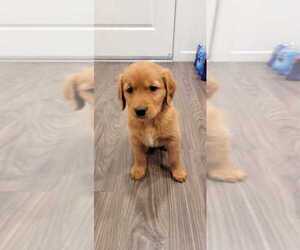 Golden Retriever Puppy for sale in MILPITAS, CA, USA