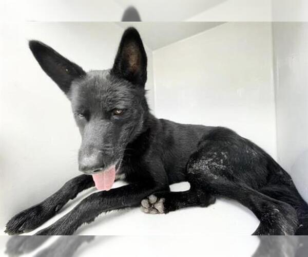 Medium Photo #1 German Shepherd Dog Puppy For Sale in Houston, TX, USA