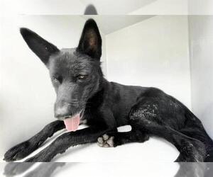 German Shepherd Dog Dogs for adoption in Houston, TX, USA