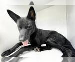 Small German Shepherd Dog
