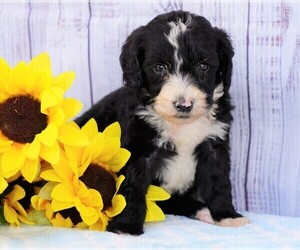 Poodle (Miniature)-Sheepadoodle Mix Puppy for sale in FREDERICKSBG, OH, USA