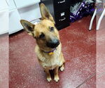 Small #8 German Shepherd Dog Mix
