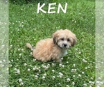 Small #2 Shih-Poo